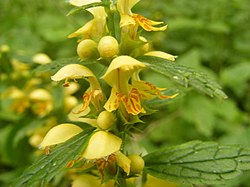 Close-up of the yellow archangel flowers Gele dovenetel DSCF3599.JPG