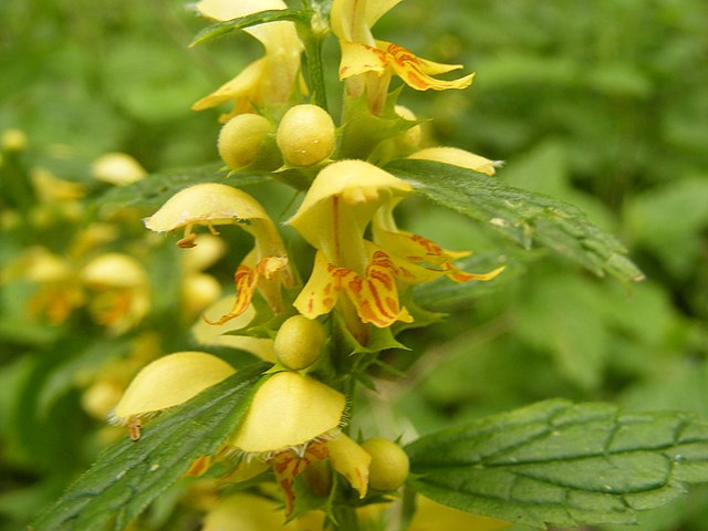 Close-up of the yellow archangel flowers