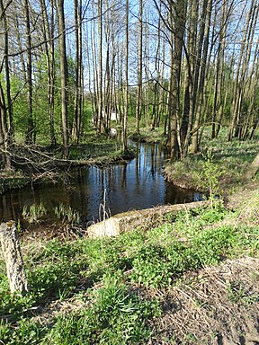 Gelvė žemupyje ties Špokiškiu