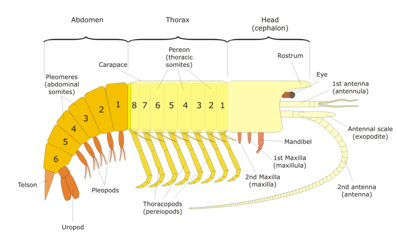 File:General malacostracan en.png