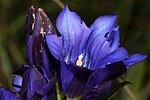 Thumbnail for File:Gentiana pneumonanthe (49099880072).jpg