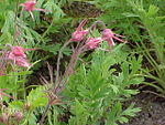 Geum triflorum1.jpg