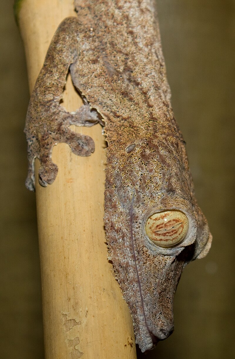 Giant leaftailed gecko Uroplatus fimbriatus.jpg