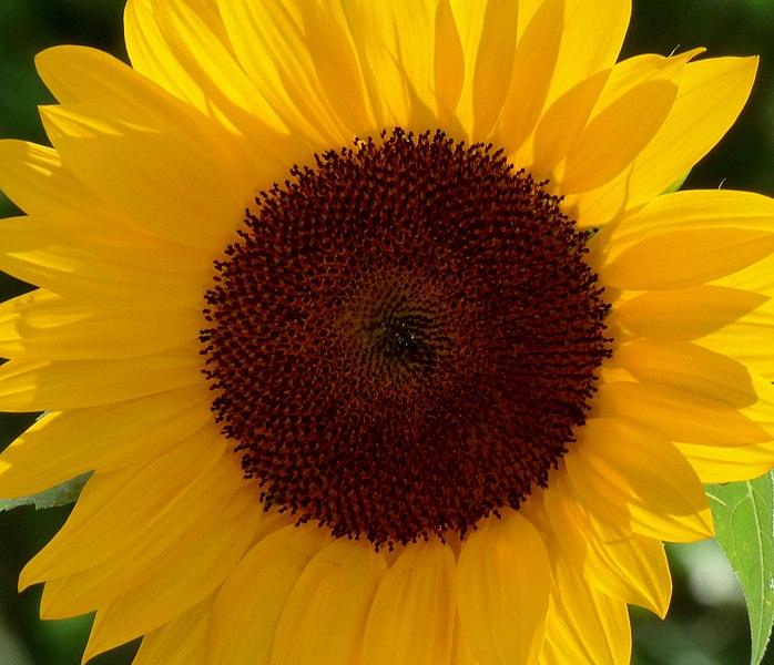 File:Girasol (Helianthus annuus) (14734209071).jpg