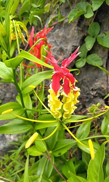 File:Gloriosa superba (yellow red).jpg