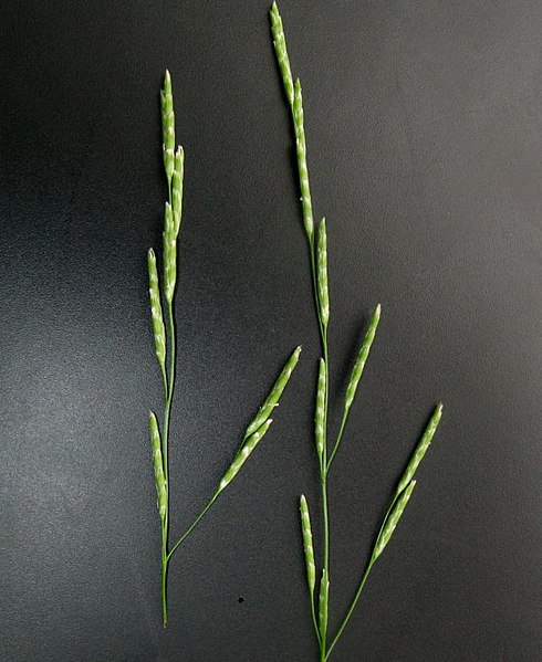 File:Glyceria notata inflorescence (33).jpg