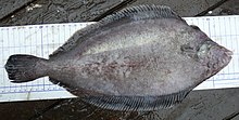 Glyptocephalus stelleri южните Курилски острови слепая страна.JPG