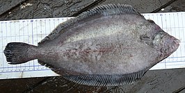 Glyptocephalus stelleri