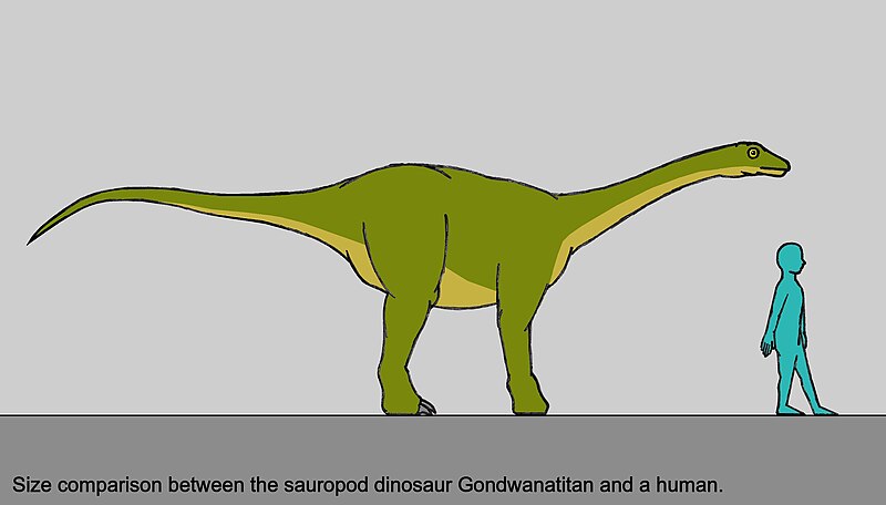 File:Gondwanatitan-human size.JPG