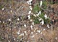 Gossypium herbaceum subsp africanum, Berg-en-Dal.jpg
