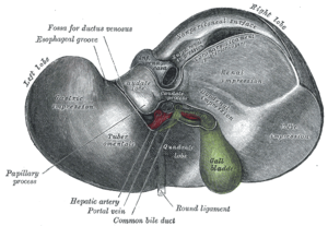 Játra: Anatomie, Mikroskopická stavba, Játra zvířat