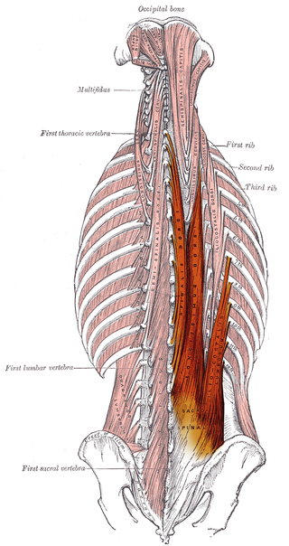 <span class="mw-page-title-main">Erector spinae muscles</span>