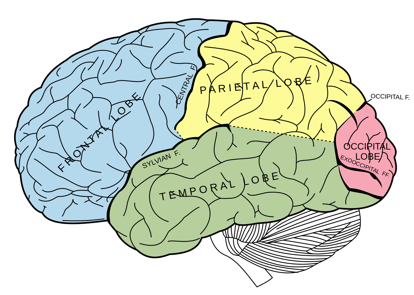 Include brain. Доли полушарий большого мозга. Мозг строение доли больших полушарий. Лобная теменная височная затылочная доли мозга.