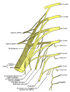 <span class="mw-page-title-main">Inferior gluteal nerve</span>