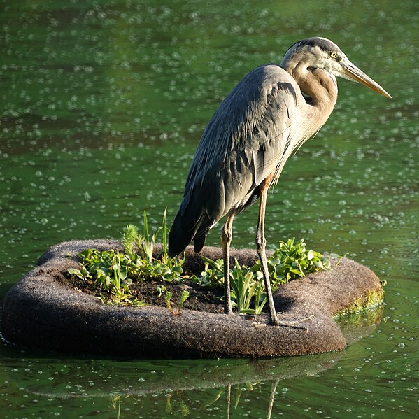 File:Great Blue Heron (4855368956).jpg