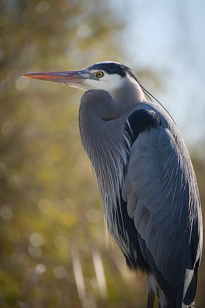 File:Great Blue Heron Hunched.jpg