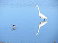 Great Egret (Ardea alba) (San Francisco Bay Trail, California, USA)