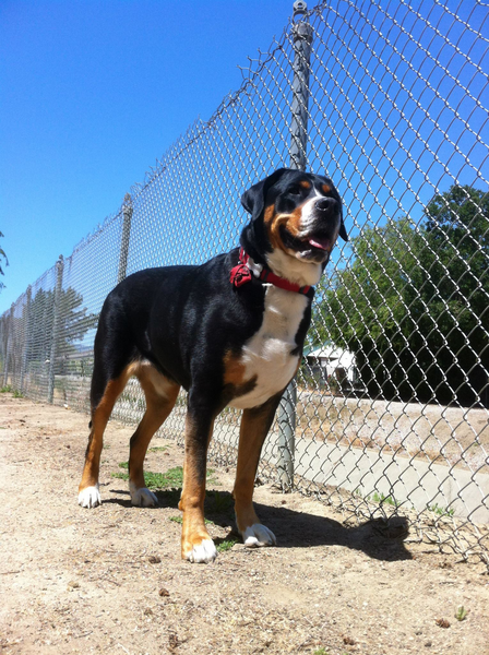 File:Greater Swiss Mountain Dog height.png