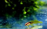 Thumbnail for Tigrigobius multifasciatus