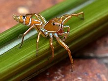 Green Ant Hunter (Cosmophasis bitaeniata) - 43451512594.jpg