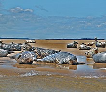 Group of grey seals on sands at Stiffkey, Norfolk Grey seals, Stiffkey, Norfolk.jpg