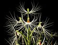 Habenaria medusa