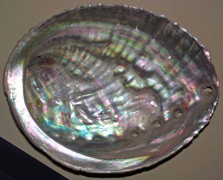 File:Haliotis discus (disk abalone) 5 (24196689496).jpg