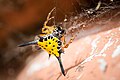 Hasselt's spiny spider, gasteracantha hasselti - Kaeng Krachan National Park