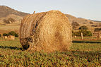 Hay bale with bird.jpg