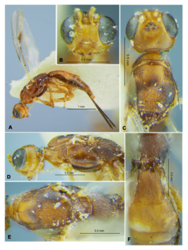 Hecabalodes radialis