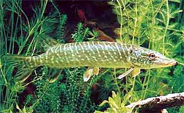 Csuka (Esox lucius)