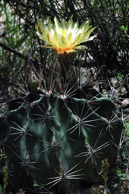 Tập_tin:Hedgehog_(Thelocactus_setispinus)_(495549035).jpg