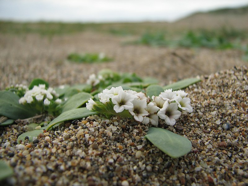 File:Heliotropium curassavicum on beach.jpg