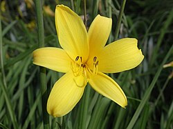 Hemerocallis thunbergii 034.jpg