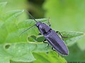 Hemicrepidius niger (Linnaeus, 1758)