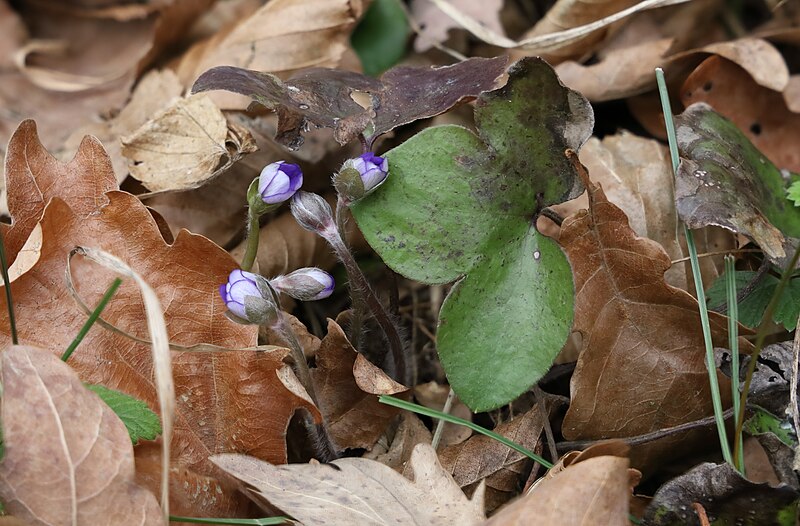 File:Hepatica nobilis buds stacking.jpg