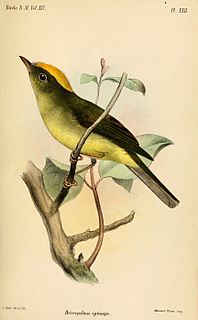 <span class="mw-page-title-main">Saffron-crested tyrant-manakin</span> Species of bird