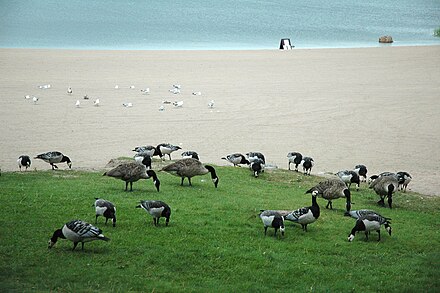 Geese enjoying a chilly summer day at Hietaniemi Beach