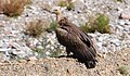 Himalaya vulture (bya rgod ) (2926948182).jpg