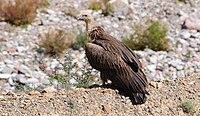 Vulture din Himalaya (bya rgod ) (2926948182).jpg