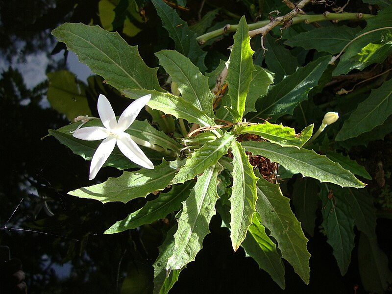 File:Hippobroma longiflora (2).JPG