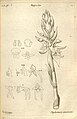 Satyrium amoenum (as syn. Diplectrum amoenum) plate 21 in: A.A. Du Petit-Thouars: Histoire particulière des plantes Orchidées (1822)