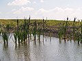 Teich auf der Halde Hoheward