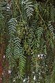 Hojas e inflorescencia del molle, primer árbol patrimonial de Apata, Jauja, Junín.