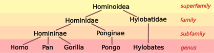 File:Hominoid taxonomy 4.svg