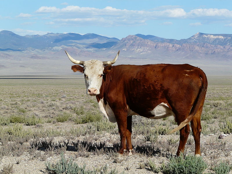 File:Horned Hereford cow Nevada.jpg