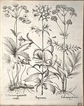 Miniatuur voor Bestand:Hortus Eystettensis, 1640 (BHL 45339 280) - Classis Aestiva 128.jpg