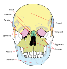 cranium - Wiktionary, the free dictionary