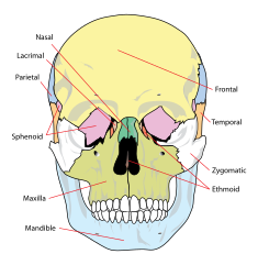 File Human skull front simplified bones svg Wikimedia 
