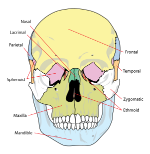 functia osului lacrimal)